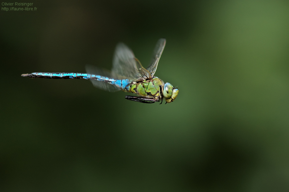 Anax empereur en patrouille