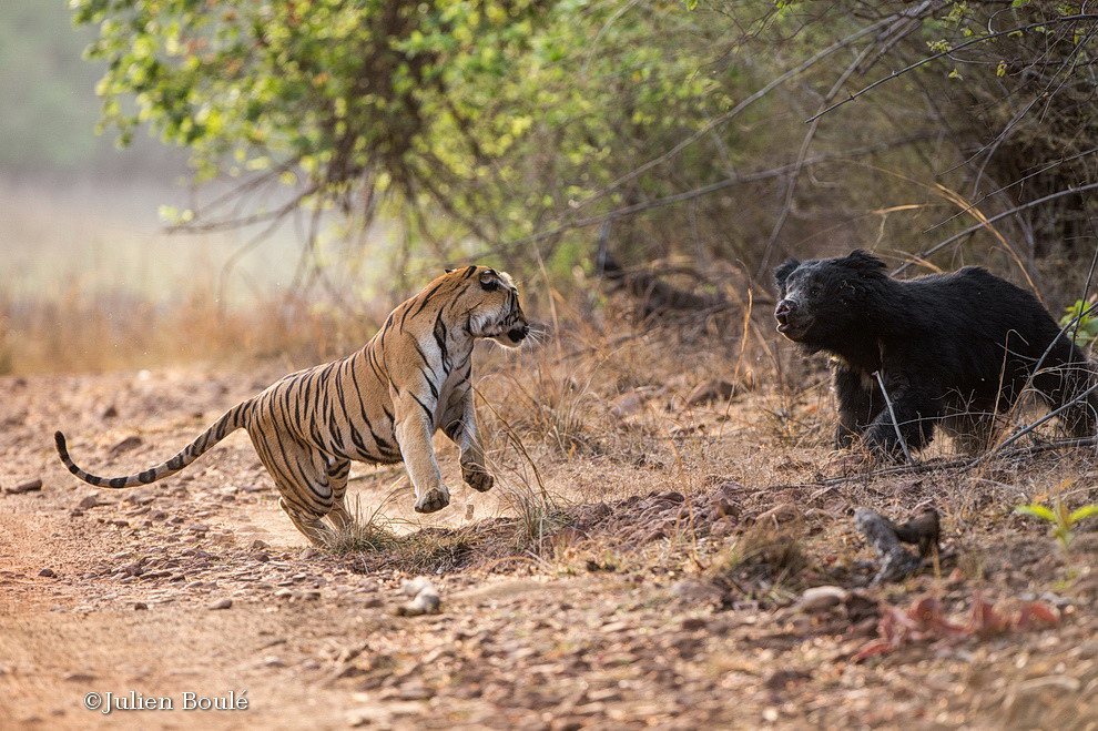 Rencontre entre Tigre et Ours lippu