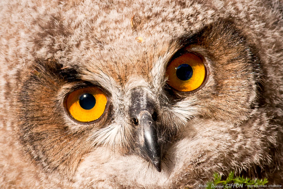 Regard d'enfant