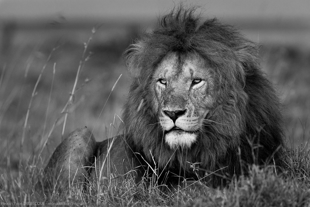 Lion - Panthera leo