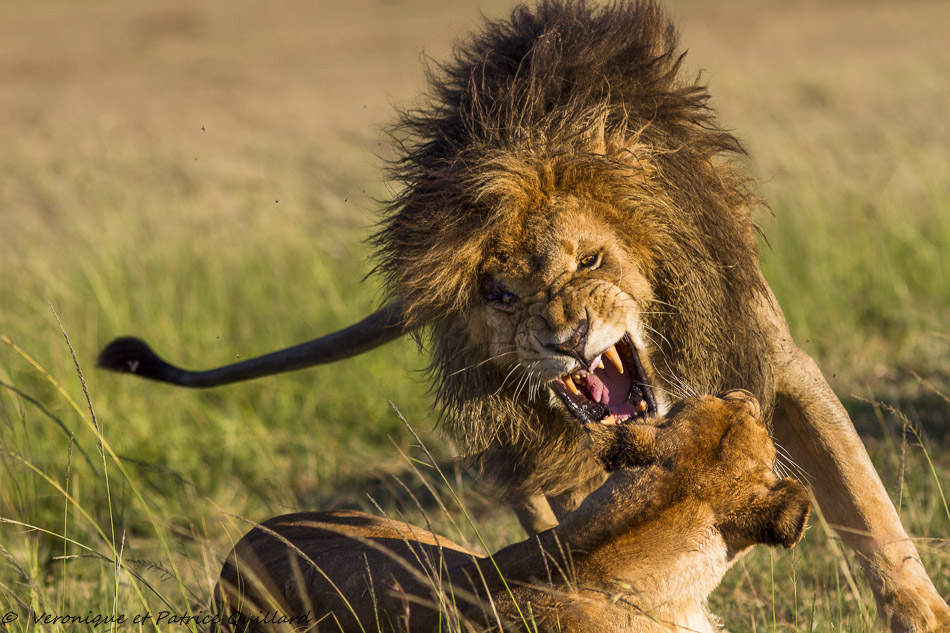 Accouplement de lions