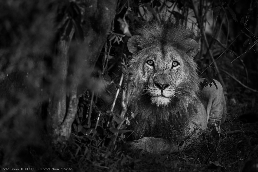 Lion - Panthera leo