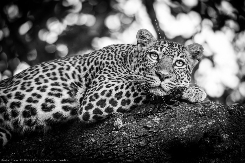 Léopard  - Panthera pardus