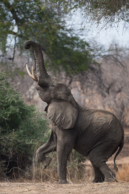 Éléphant en équilibre