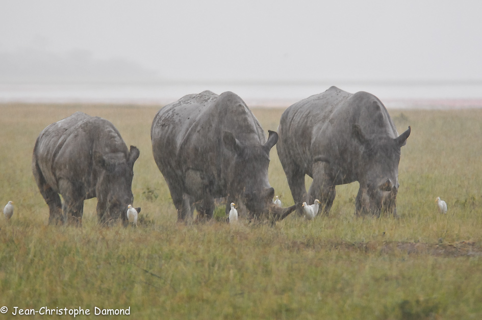 Rhino à l'eau