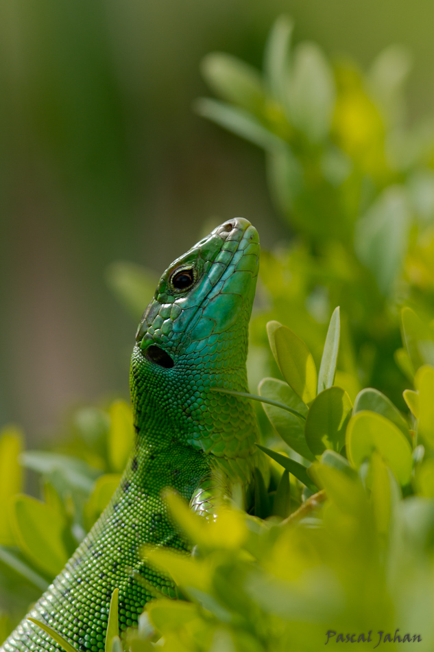 Lézard vert