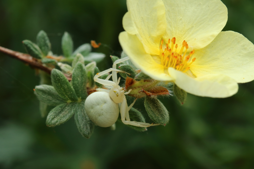 Thomise variable (Misumena vatia)