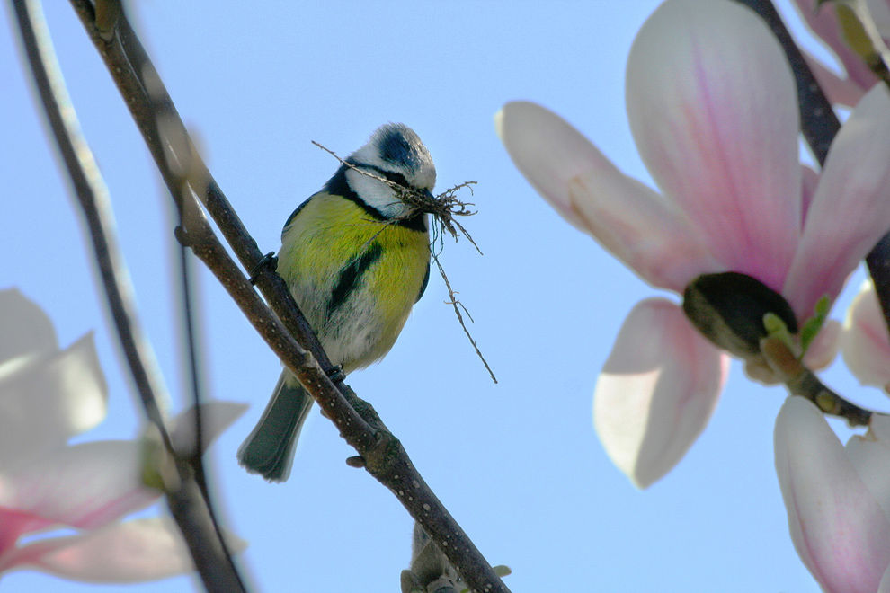 Mésange bleue