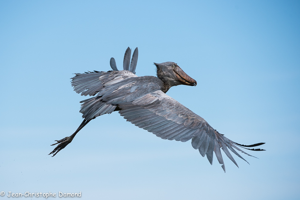 Bec-en-sabot du Nil (Rex Balaeniceps)