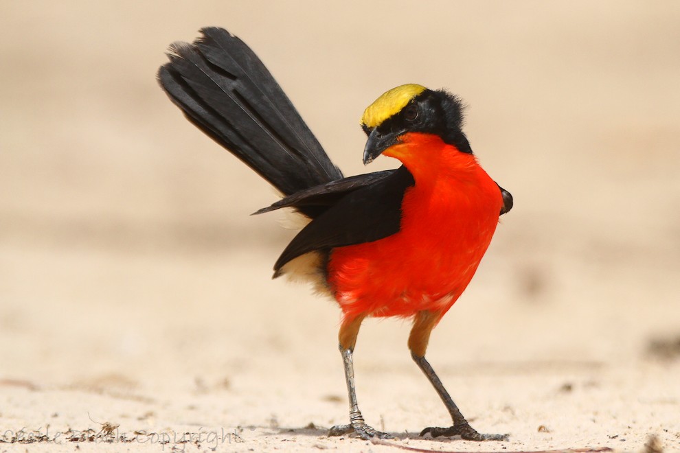 En rouge et noir...