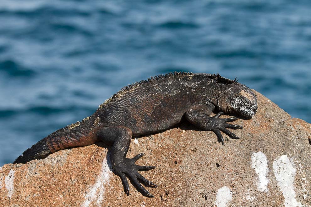 les Iguanes marins à la plage