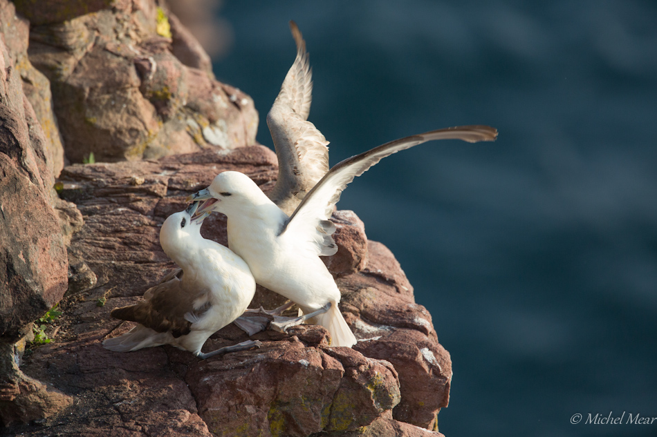 Tango de Fulmars