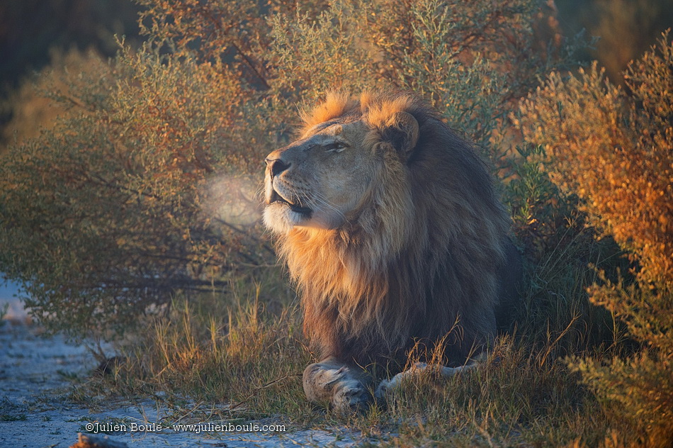 Lion fumeur